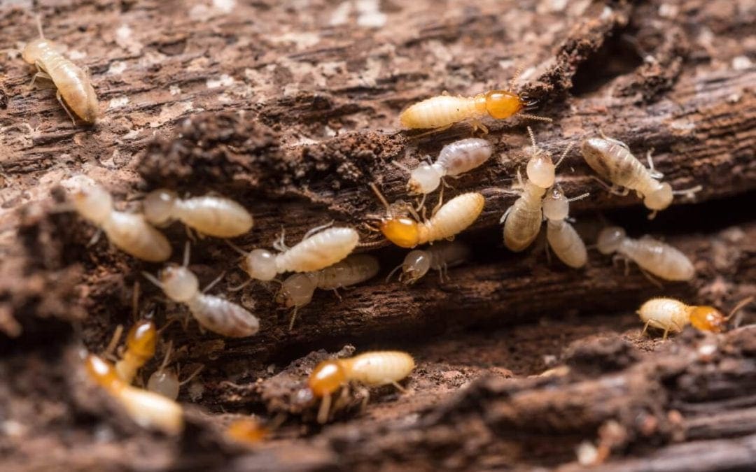 5 Signs of Termites in the Home