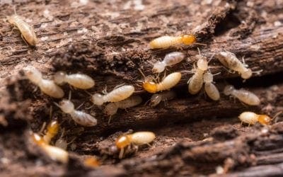 5 Signs of Termites in the Home