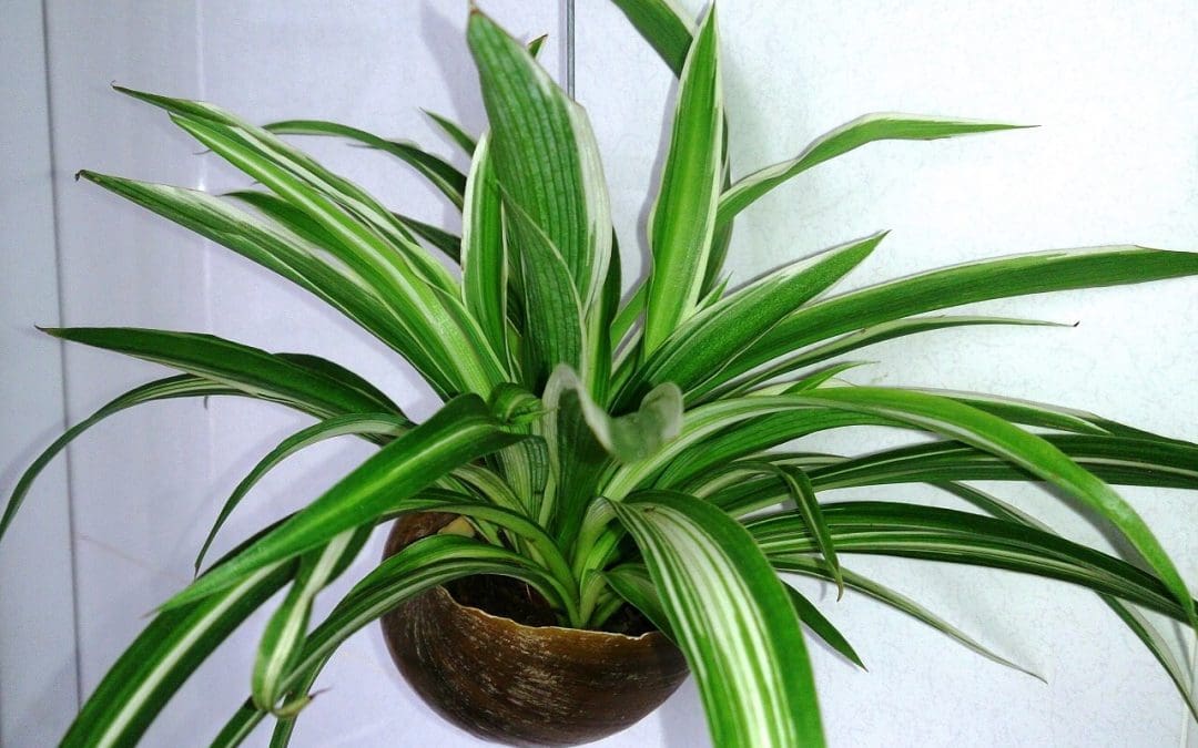 pet-safe houseplants