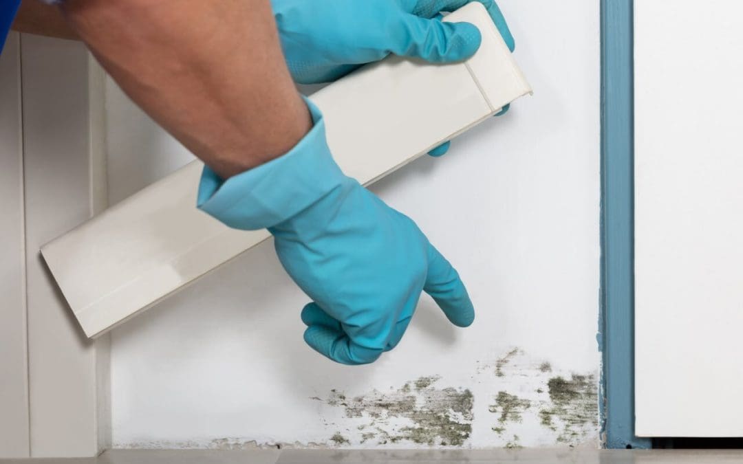 ways to prevent mold growth