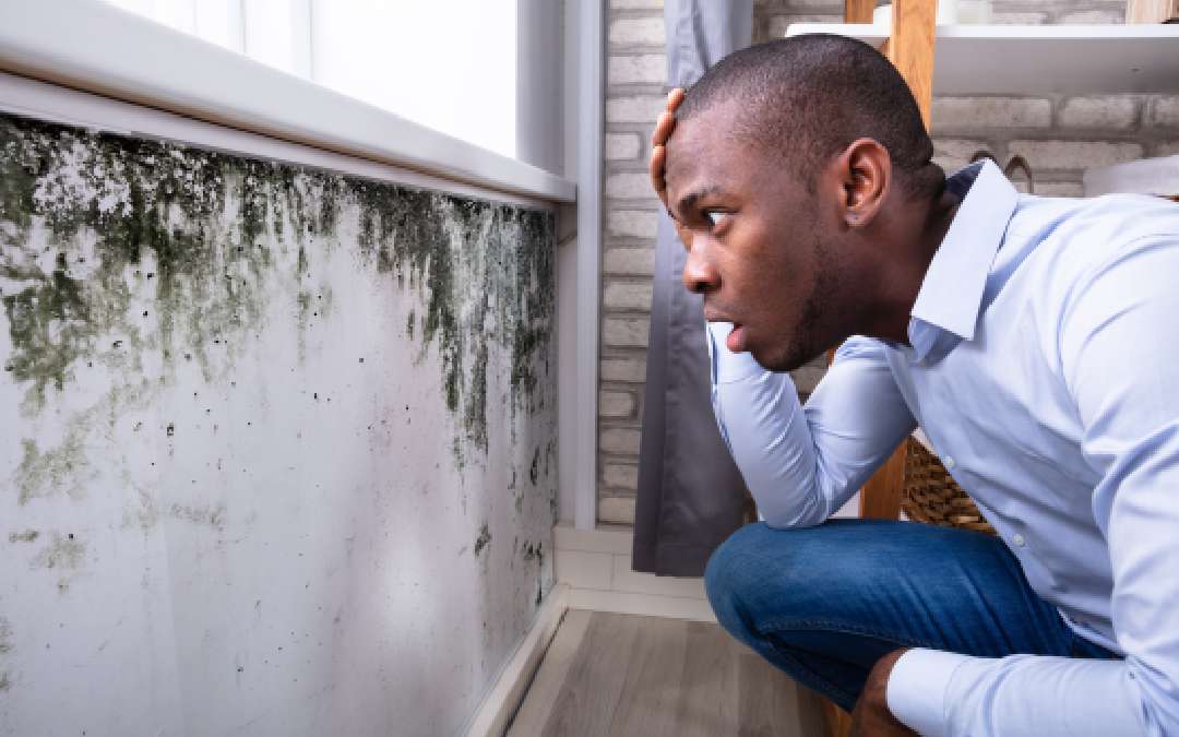 Causes of Mold: What Every Homeowner Needs to Know to Prevent Growth